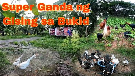 pinay kinantot sa bukid|Tourism Student Nakipagkantutan muna sa BF bago Pumasok sa .